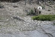 159 - Maligne Canyon, Medicine Lake, Maligne Lake - IMG_1238